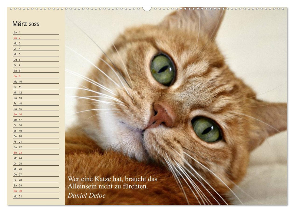 Katzengesichter und Zitate (CALVENDO Premium Wandkalender 2025)