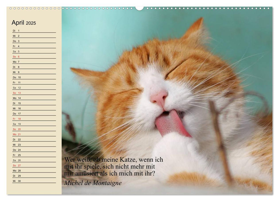 Katzengesichter und Zitate (CALVENDO Premium Wandkalender 2025)