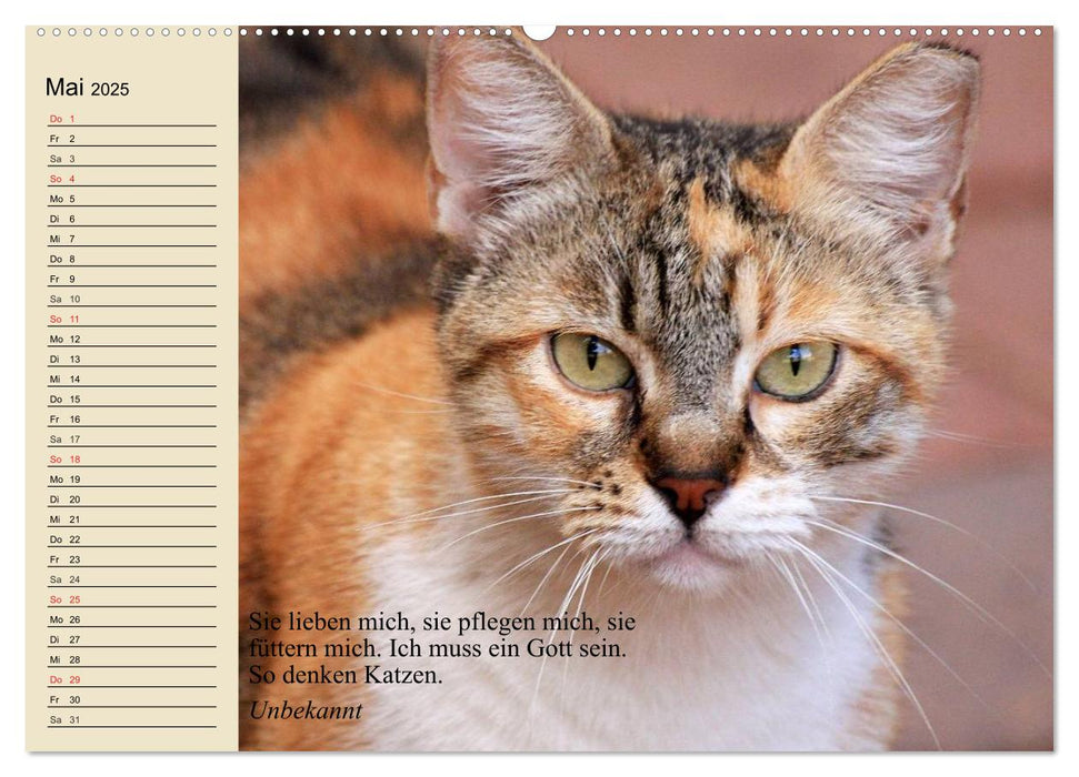 Katzengesichter und Zitate (CALVENDO Premium Wandkalender 2025)