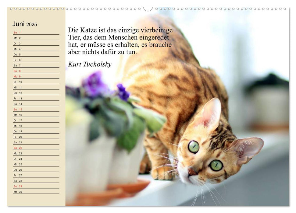 Katzengesichter und Zitate (CALVENDO Premium Wandkalender 2025)