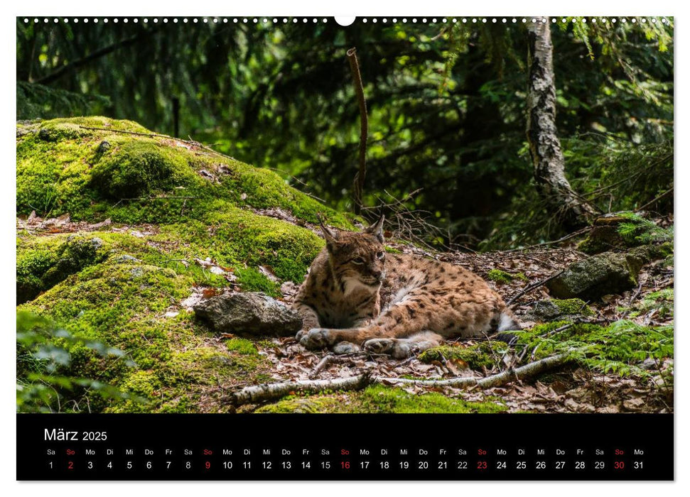 Bayerischer Wald (CALVENDO Premium Wandkalender 2025)