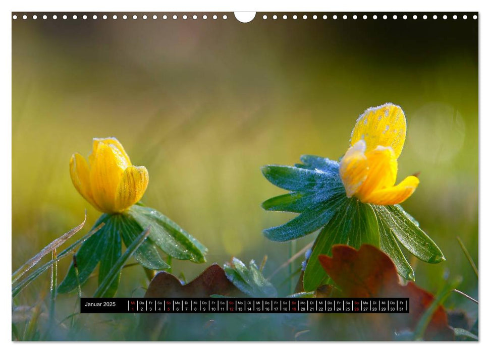 Blüten-Zauber am Wegesrand 2025 (CALVENDO Wandkalender 2025)