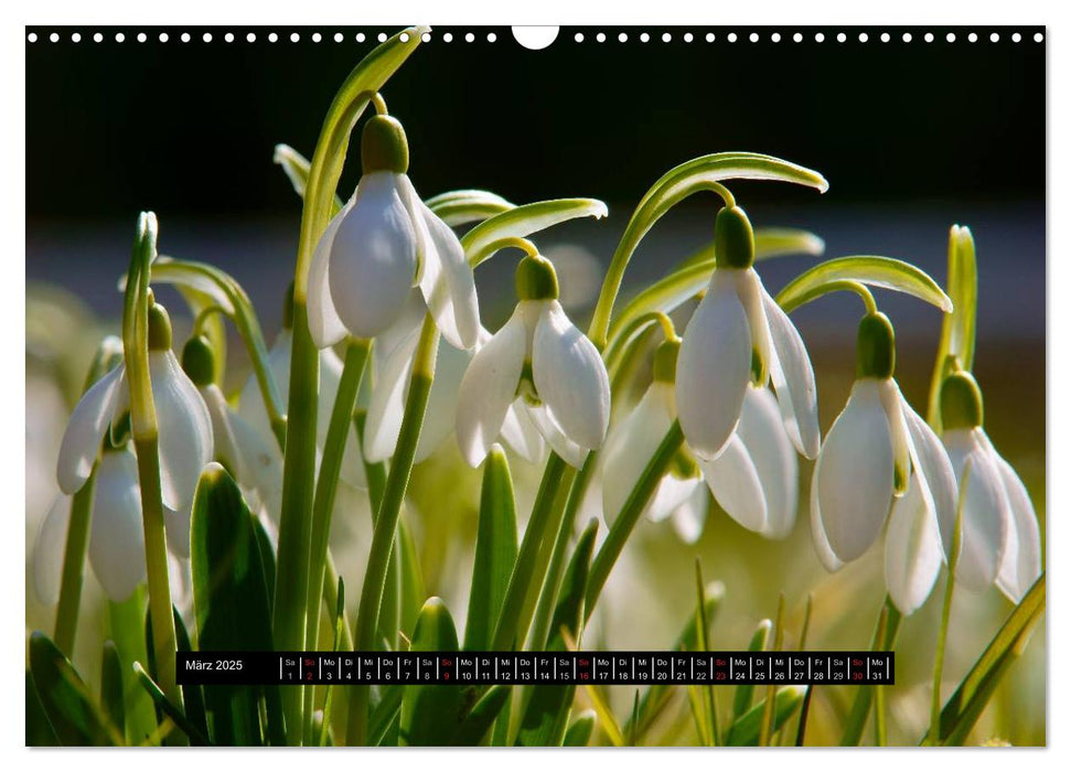 Blüten-Zauber am Wegesrand 2025 (CALVENDO Wandkalender 2025)