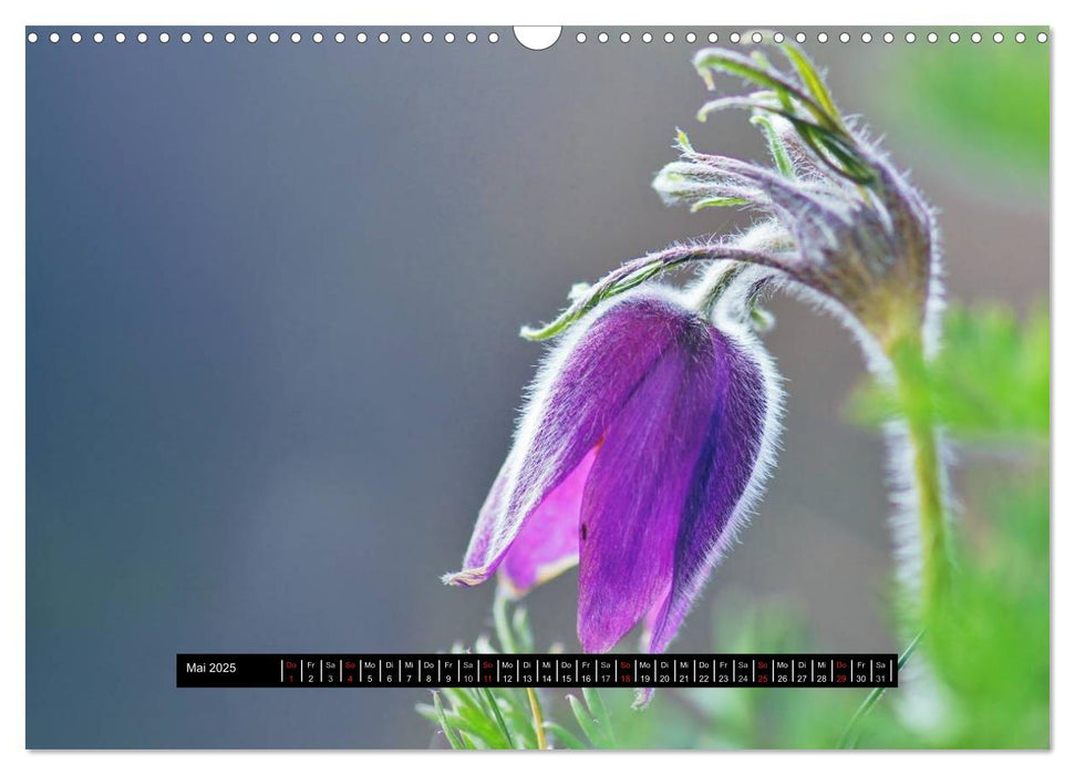 Blüten-Zauber am Wegesrand 2025 (CALVENDO Wandkalender 2025)