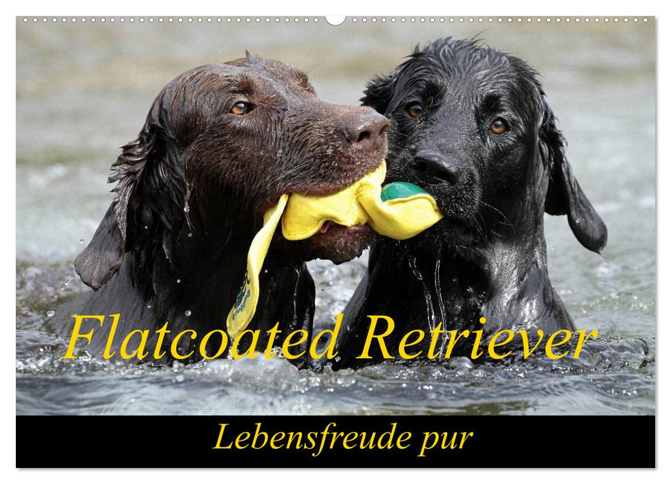 Flatcoated Retriever (CALVENDO Wandkalender 2025)