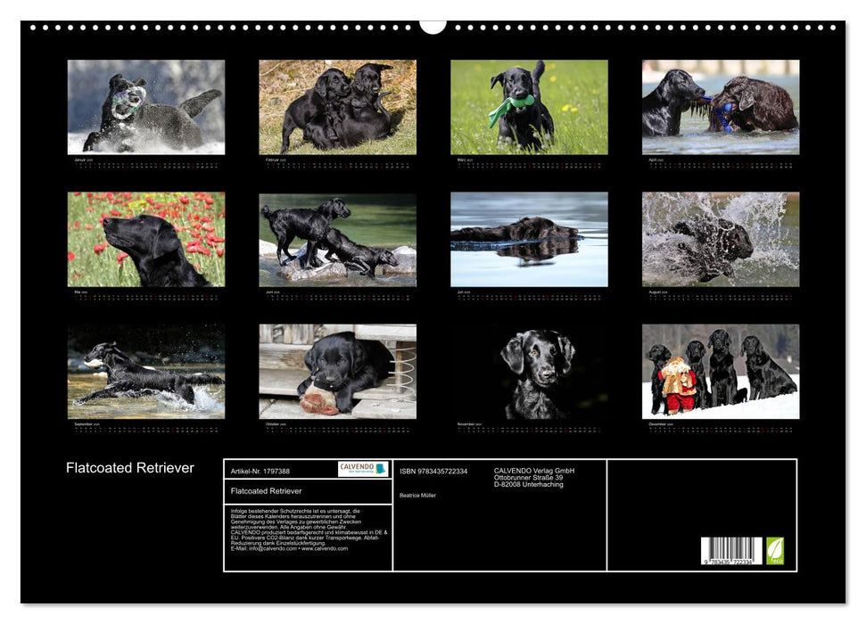 Flatcoated Retriever (CALVENDO Wandkalender 2025)