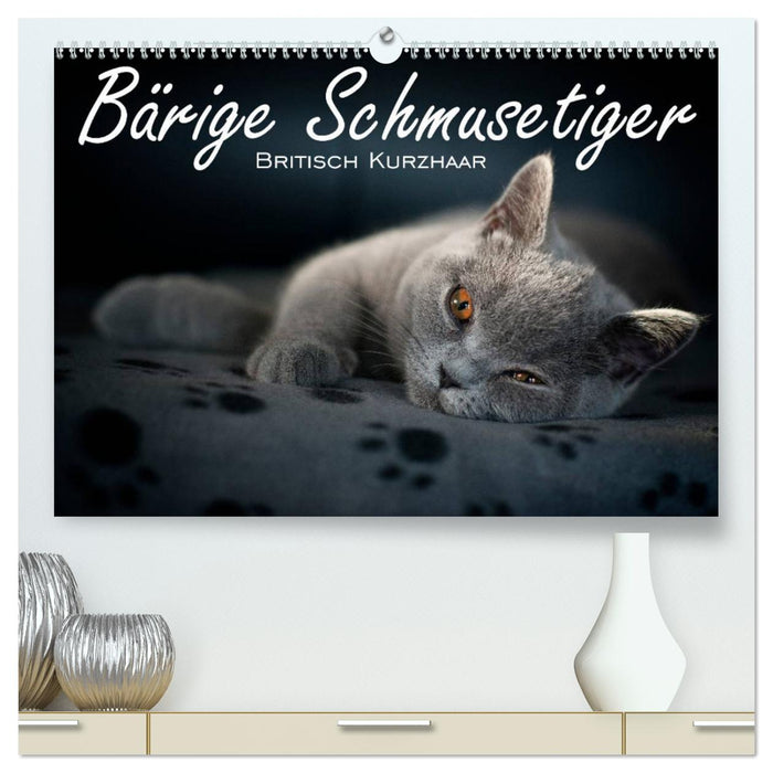 Bärige Schmusetiger - Britisch Kurzhaar / CH-Version (CALVENDO Premium Wandkalender 2025)