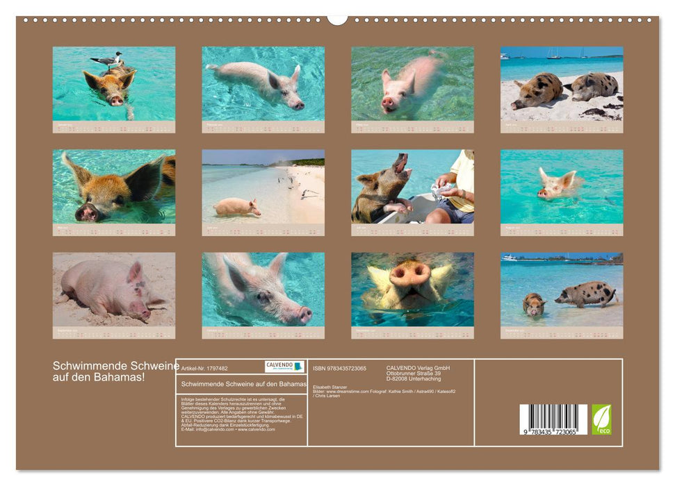 Schwimmende Schweine auf den Bahamas! (CALVENDO Premium Wandkalender 2025)