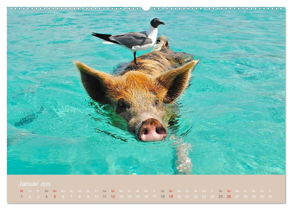 Schwimmende Schweine auf den Bahamas! (CALVENDO Premium Wandkalender 2025)