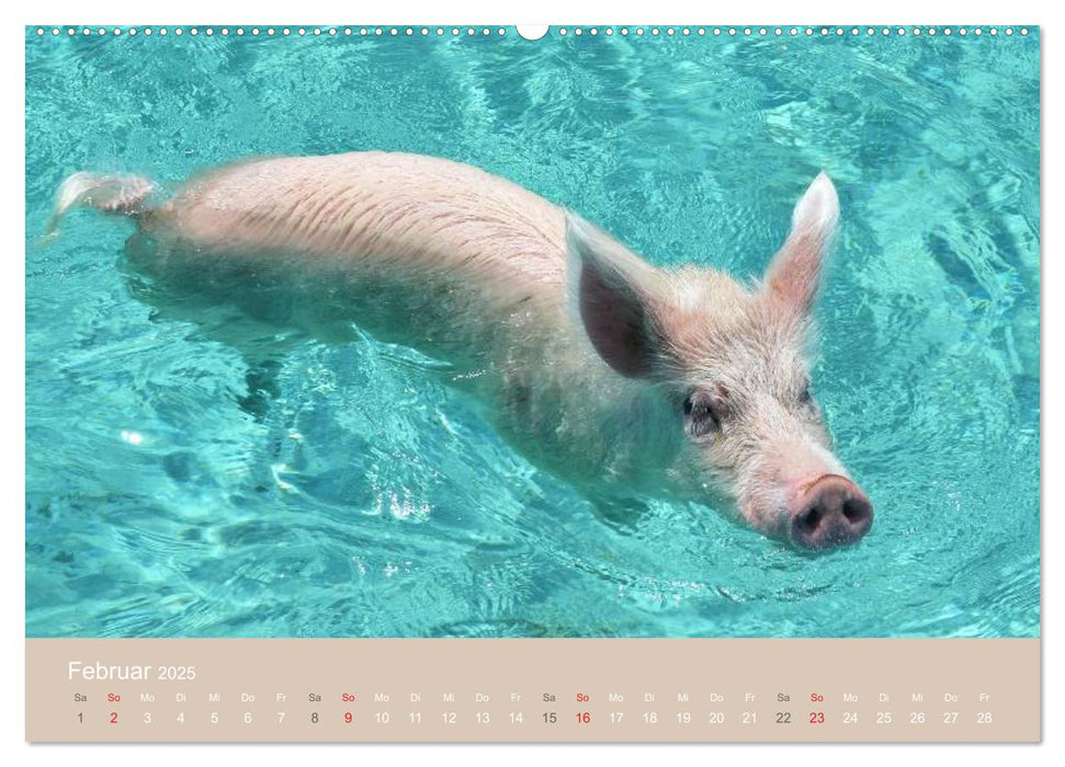 Schwimmende Schweine auf den Bahamas! (CALVENDO Premium Wandkalender 2025)