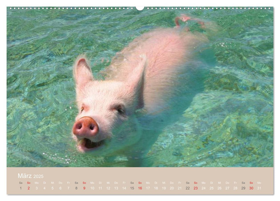 Schwimmende Schweine auf den Bahamas! (CALVENDO Premium Wandkalender 2025)