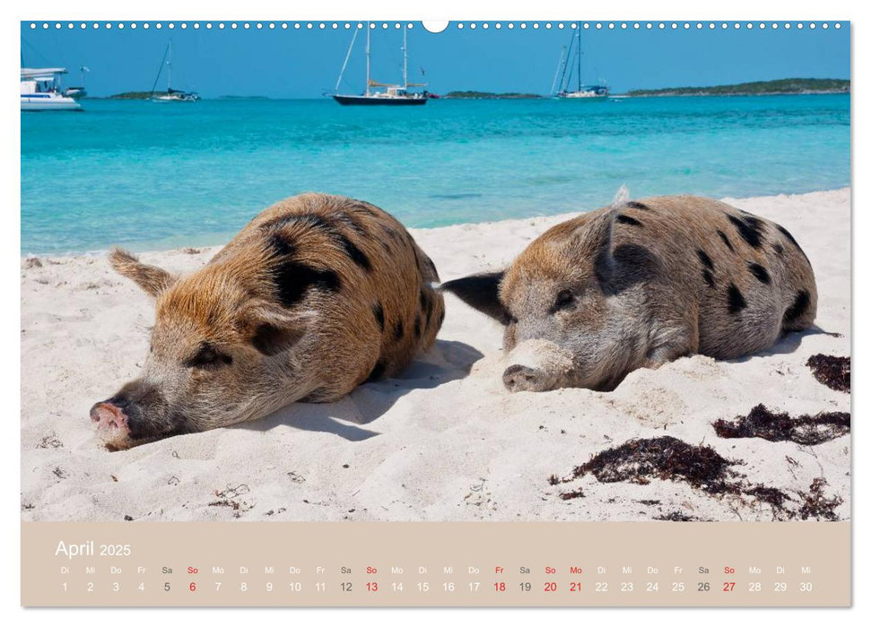 Schwimmende Schweine auf den Bahamas! (CALVENDO Premium Wandkalender 2025)