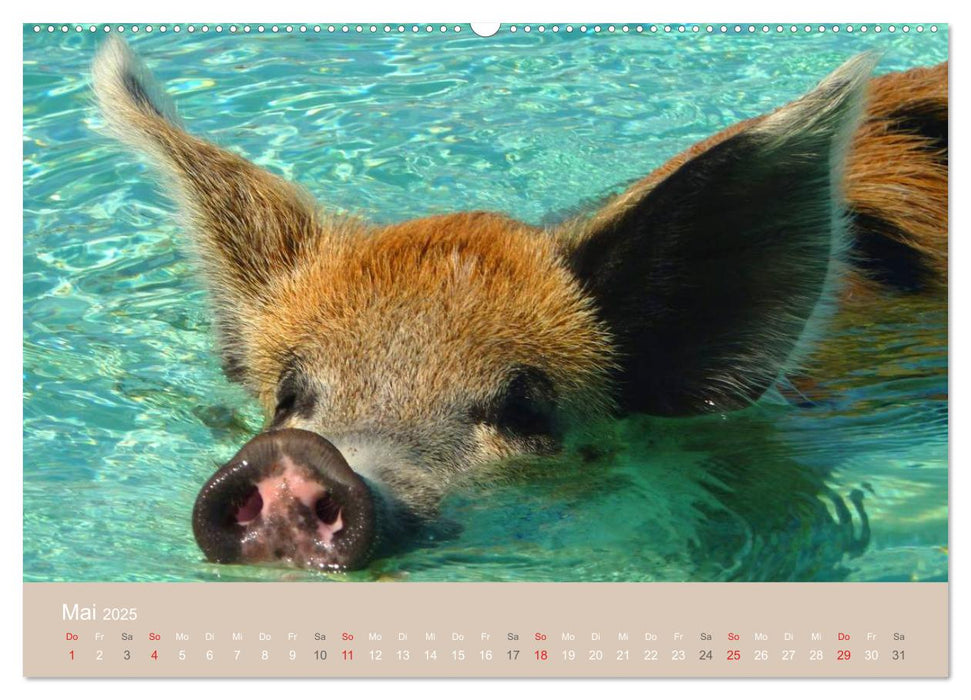 Schwimmende Schweine auf den Bahamas! (CALVENDO Premium Wandkalender 2025)