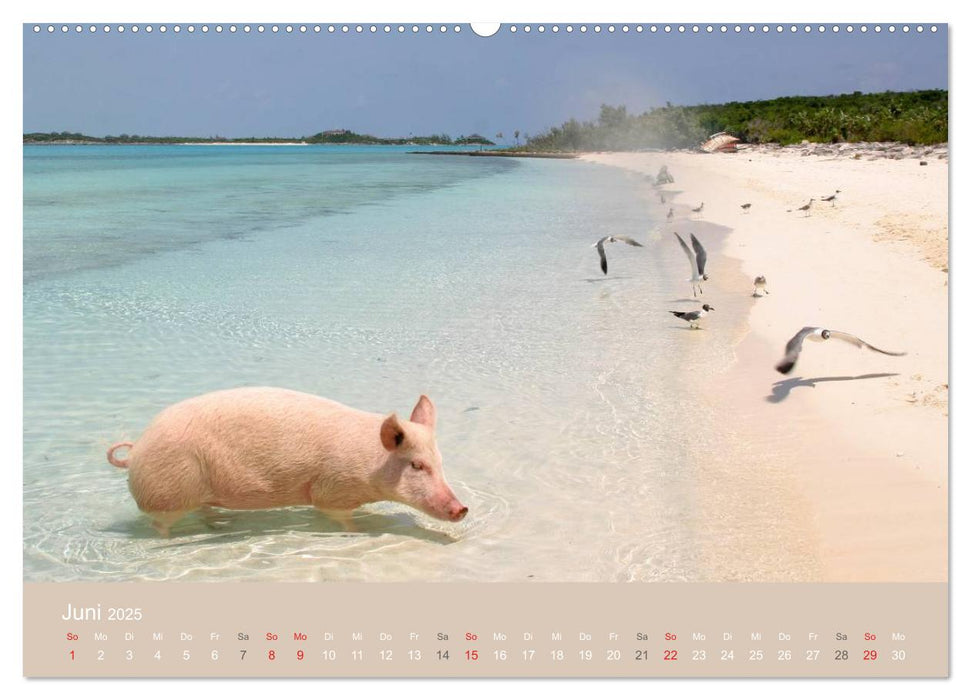 Schwimmende Schweine auf den Bahamas! (CALVENDO Premium Wandkalender 2025)