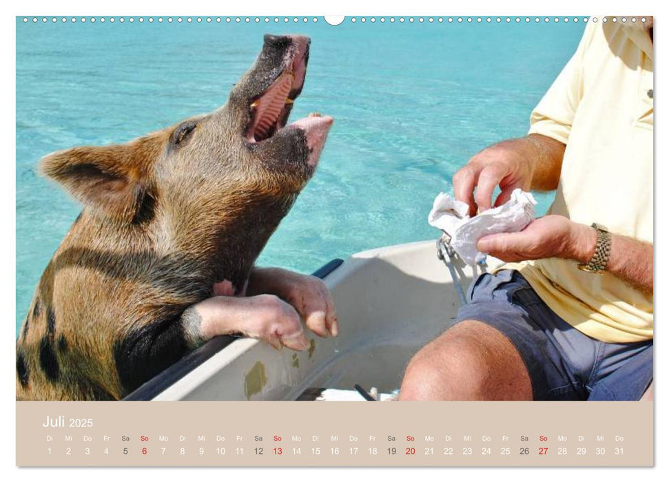 Schwimmende Schweine auf den Bahamas! (CALVENDO Premium Wandkalender 2025)