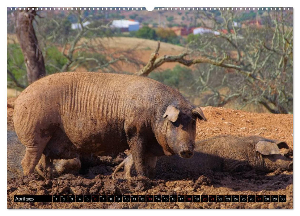 Extremadura - Unbekanntes Spanien (CALVENDO Premium Wandkalender 2025)