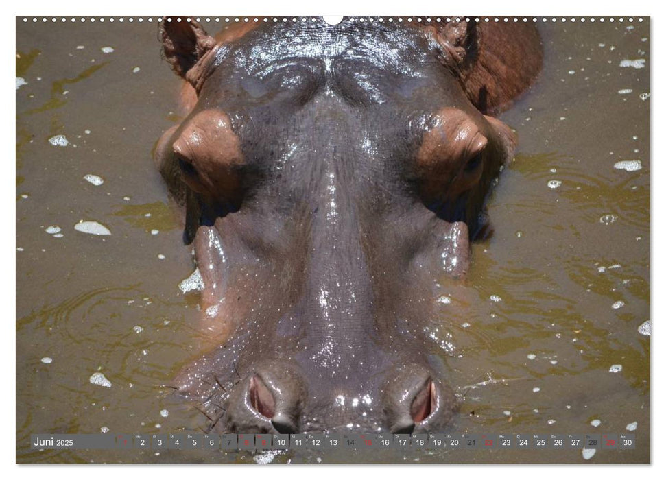 Nashörner & Flusspferde (CALVENDO Premium Wandkalender 2025)