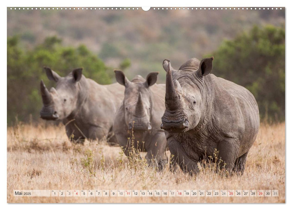 Emotionale Momente: Afrikas Big Five / CH-Version (CALVENDO Premium Wandkalender 2025)