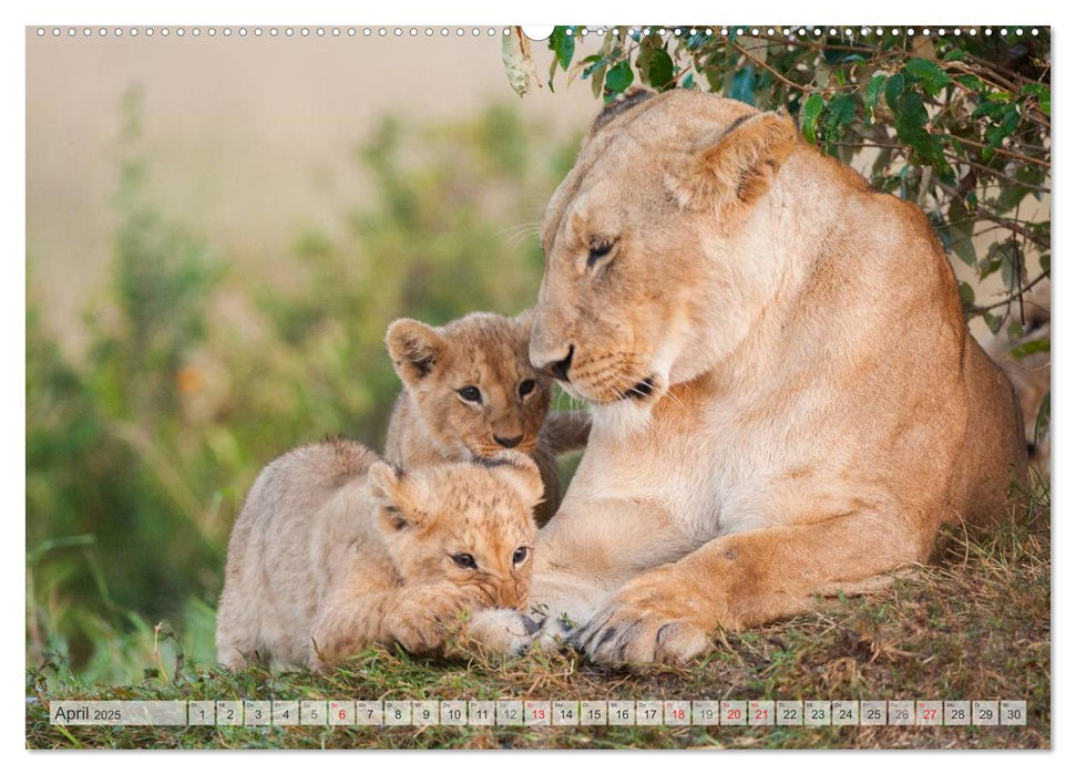 Emotionale Momente: Afrika Wildlife. Part 3. / CH-Version (CALVENDO Premium Wandkalender 2025)