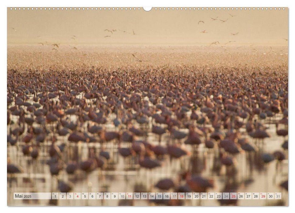 Emotionale Momente: Afrika Wildlife. Part 3. / CH-Version (CALVENDO Premium Wandkalender 2025)