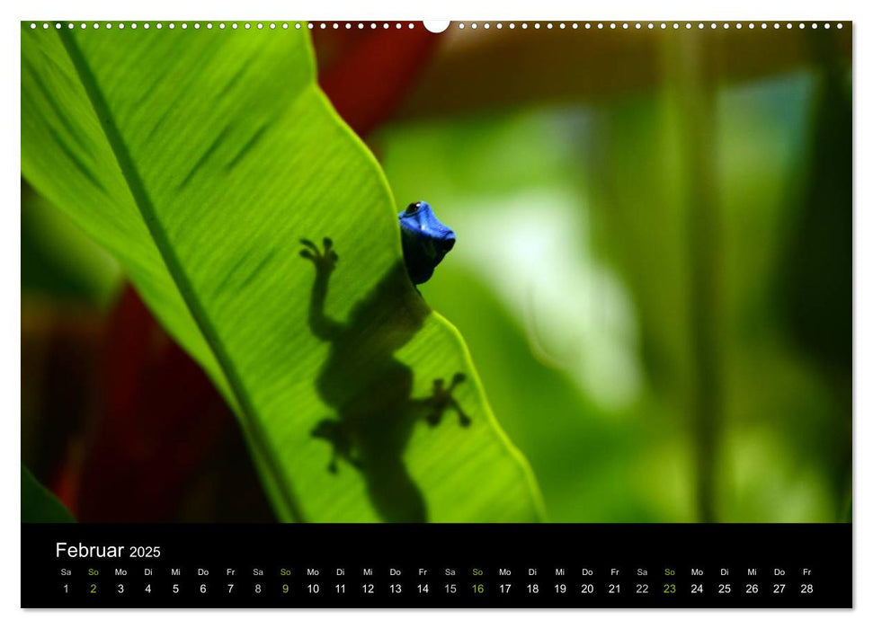 Reptilien (CALVENDO Premium Wandkalender 2025)