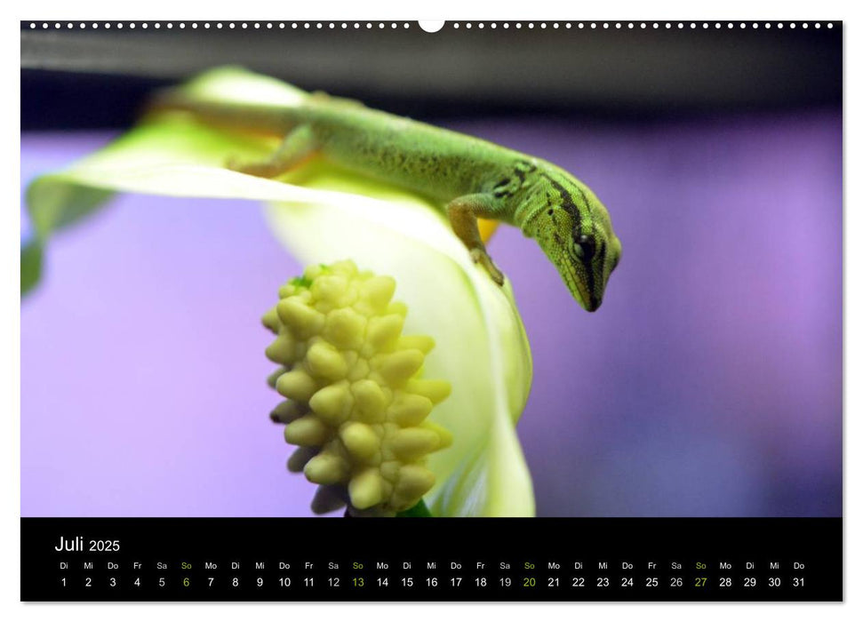 Reptilien (CALVENDO Premium Wandkalender 2025)