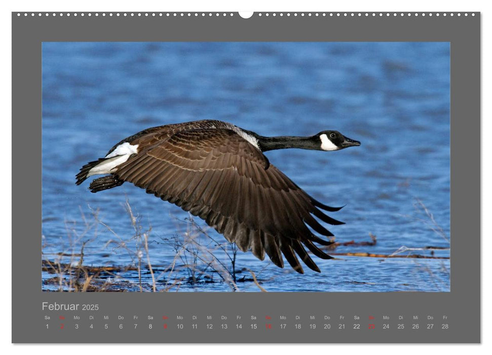 VÖGEL (CALVENDO Premium Wandkalender 2025)