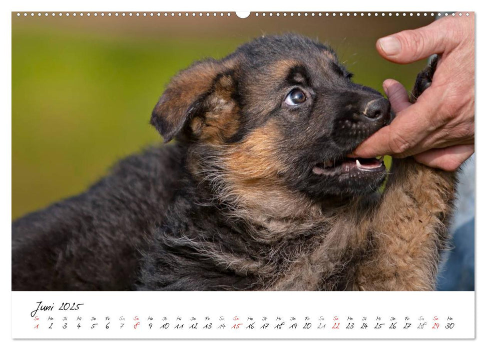 Deutscher Schäferhund - Welpen / CH-Version (CALVENDO Premium Wandkalender 2025)