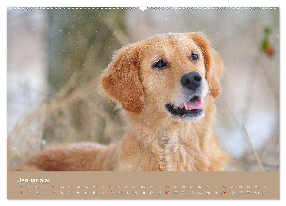 Golden Retriever (CALVENDO Premium Wandkalender 2025)