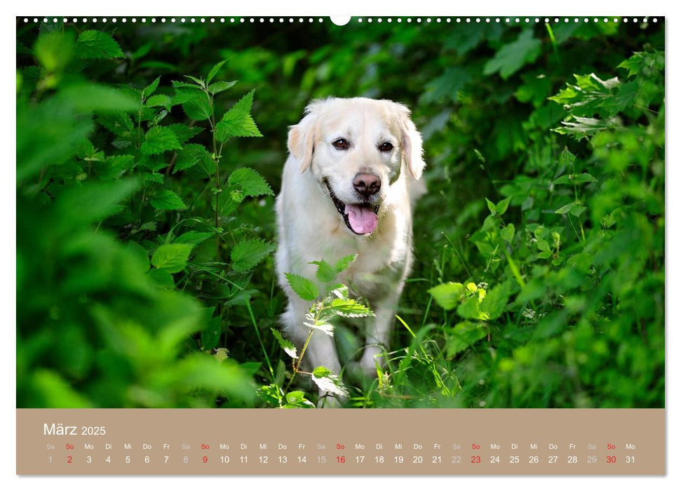 Golden Retriever (CALVENDO Premium Wandkalender 2025)