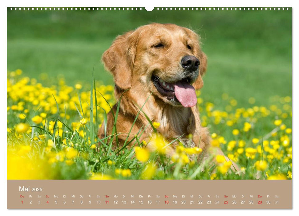 Golden Retriever (CALVENDO Premium Wandkalender 2025)