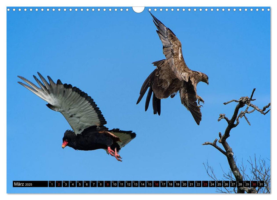 Abenteuer Afrika - Im Paradies der Tiere (CALVENDO Wandkalender 2025)