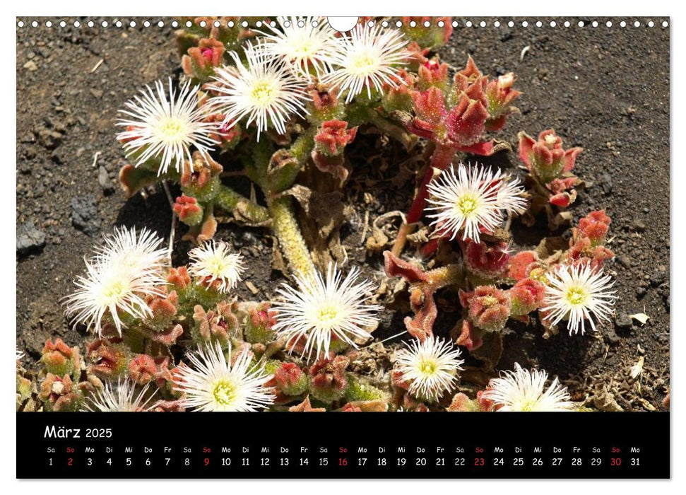 Lanzarote – Insel der Farben (CALVENDO Wandkalender 2025)