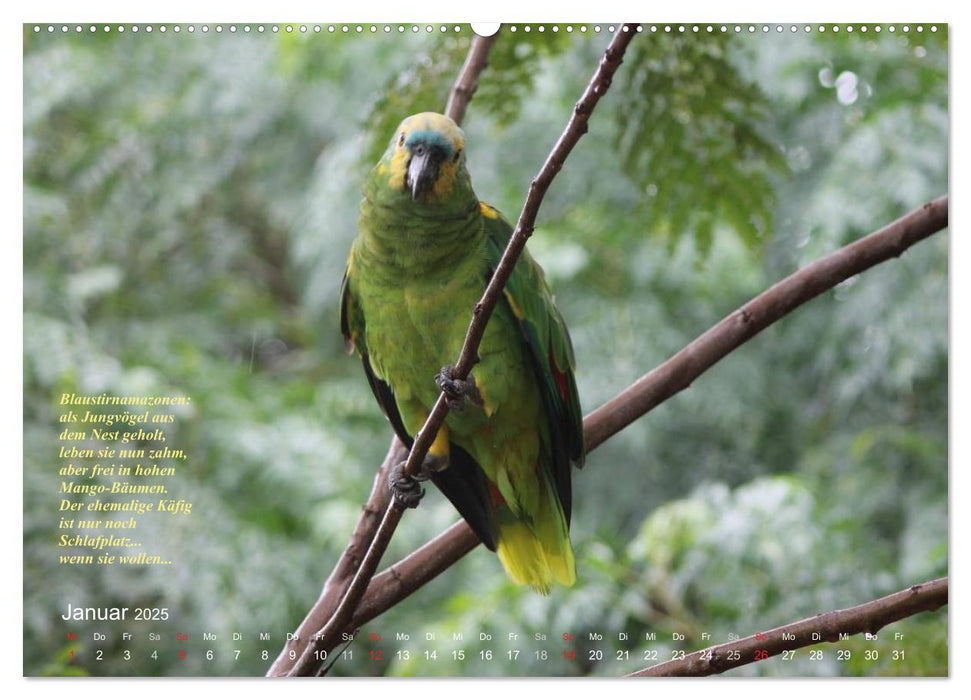 Blaustirnamazonen - Papageien in Paraguay (CALVENDO Premium Wandkalender 2025)