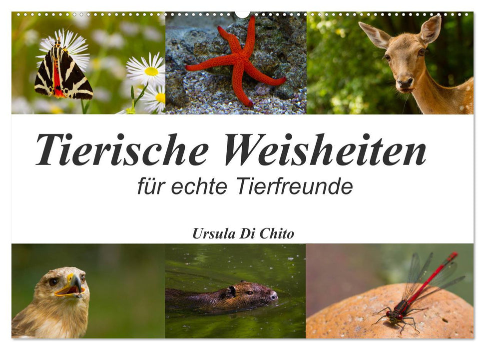 Tierische Weisheiten (CALVENDO Wandkalender 2025)