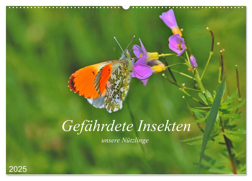 Gefährdete Insekten - unsere Nützlinge (CALVENDO Wandkalender 2025)