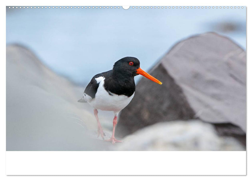 Vögel im Norden Europas (CALVENDO Wandkalender 2025)