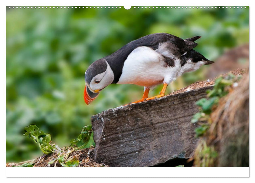 Vögel im Norden Europas (CALVENDO Wandkalender 2025)