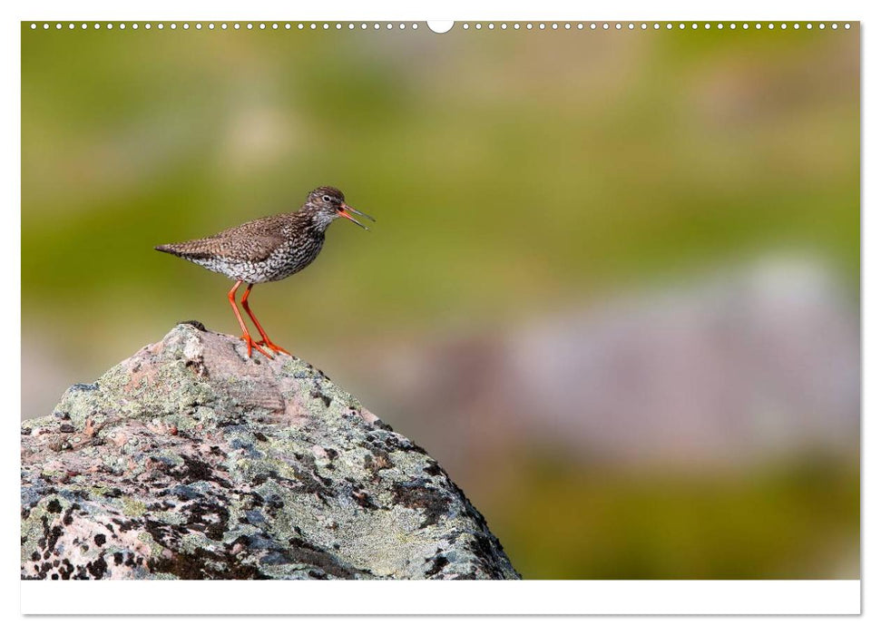 Vögel im Norden Europas (CALVENDO Wandkalender 2025)