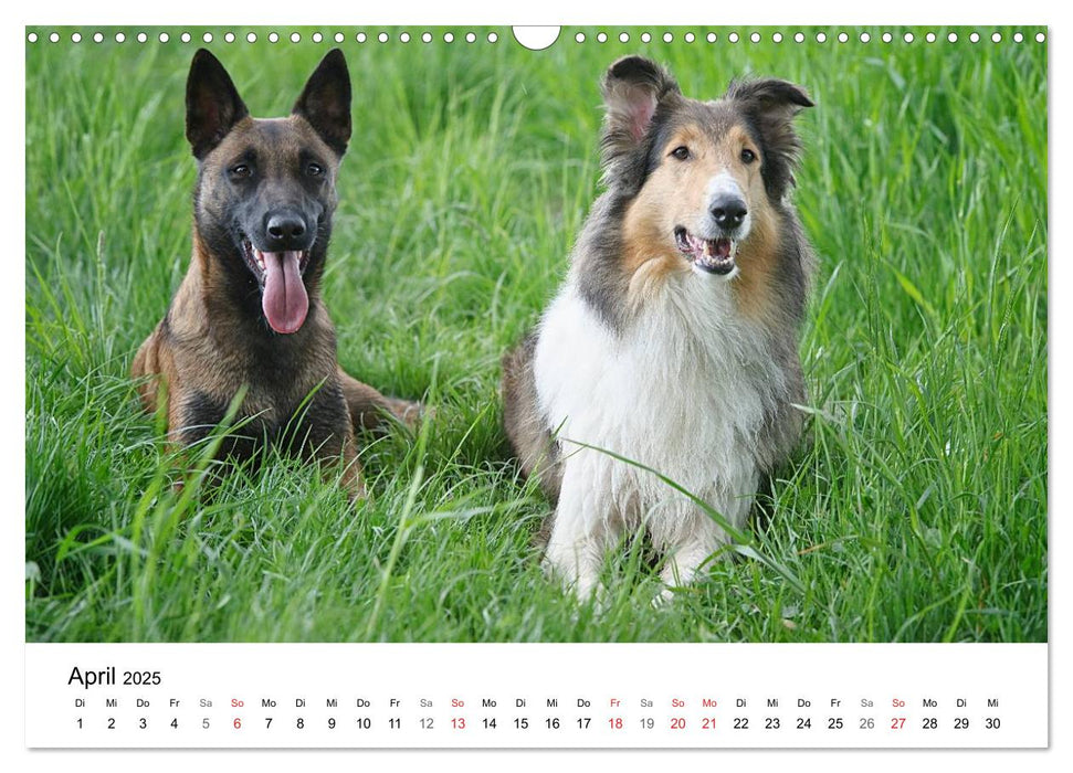 Mein Hundekalender 2025 (CALVENDO Wandkalender 2025)