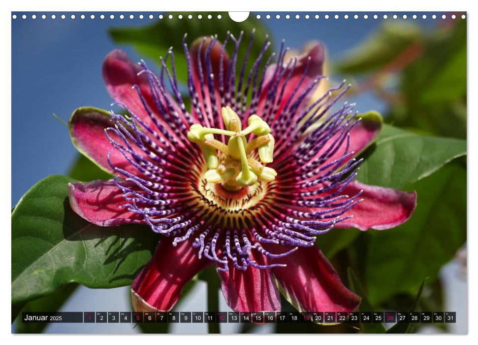 Passiflora Passion - Welt der Passionsblumen (CALVENDO Wandkalender 2025)