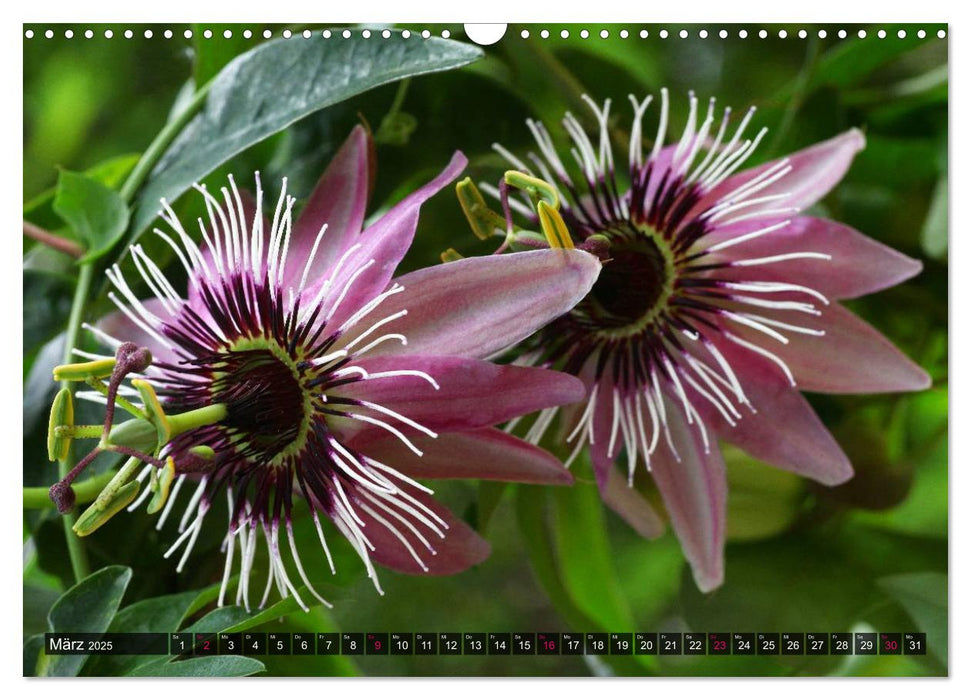 Passiflora Passion - Welt der Passionsblumen (CALVENDO Wandkalender 2025)