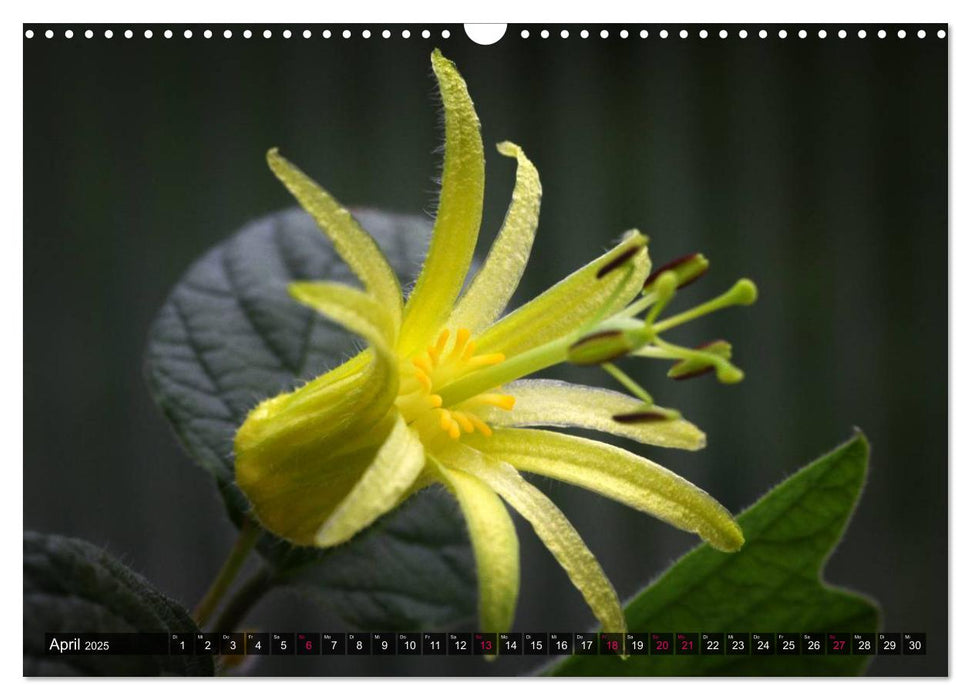 Passiflora Passion - Welt der Passionsblumen (CALVENDO Wandkalender 2025)