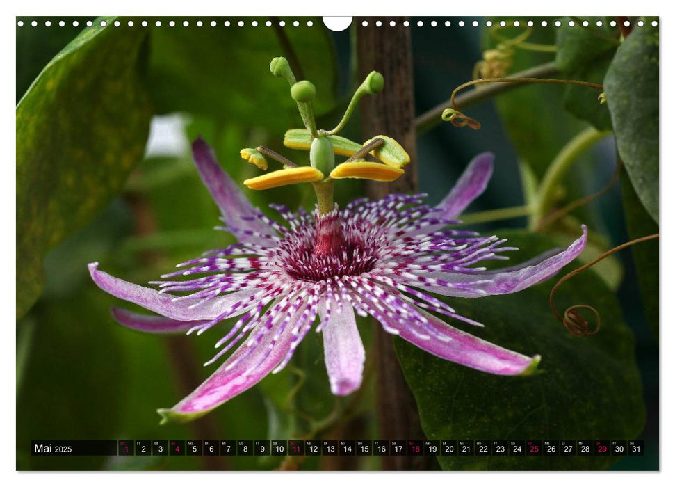 Passiflora Passion - Welt der Passionsblumen (CALVENDO Wandkalender 2025)