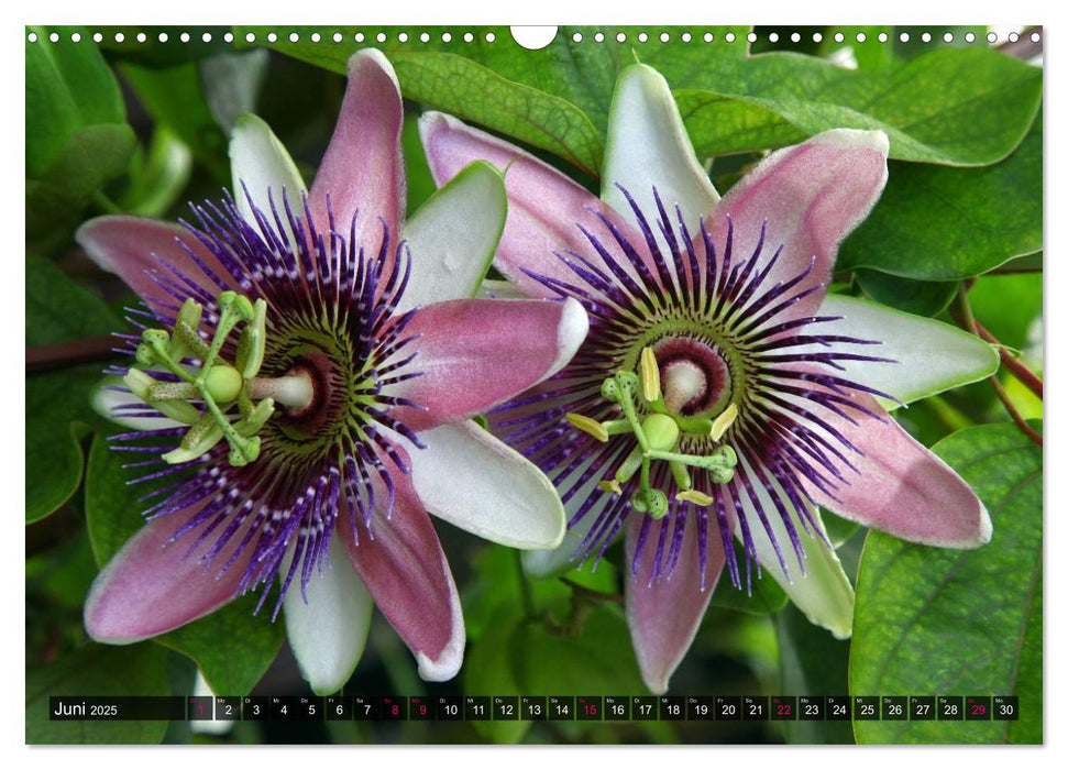 Passiflora Passion - Welt der Passionsblumen (CALVENDO Wandkalender 2025)