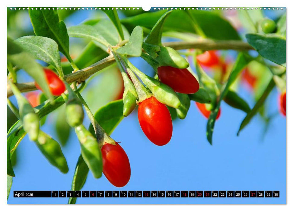 Reife Früchte (CALVENDO Premium Wandkalender 2025)