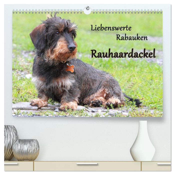 Liebenswerte Rabauken Rauhaardackel / CH-Version (CALVENDO Premium Wandkalender 2025)