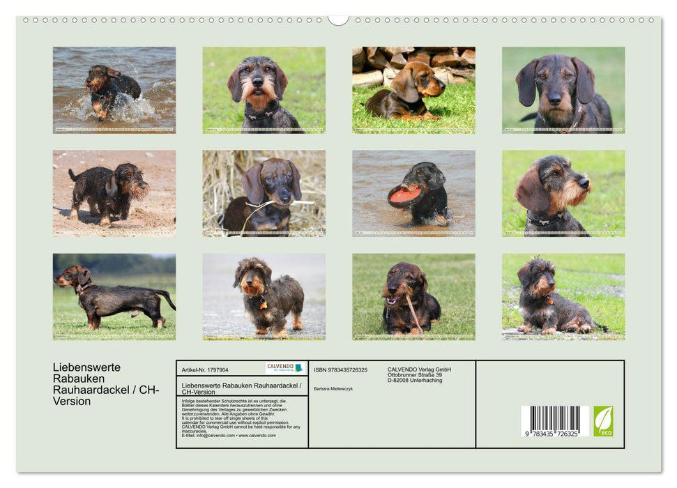 Liebenswerte Rabauken Rauhaardackel / CH-Version (CALVENDO Premium Wandkalender 2025)