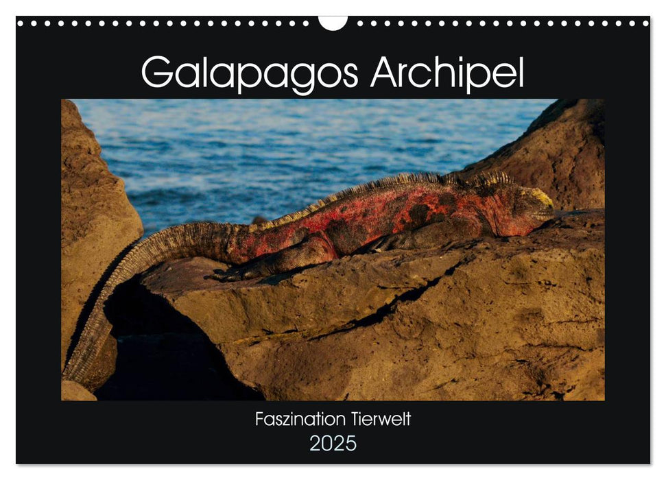 Galapagos Archipel- Faszination Tierwelt (CALVENDO Wandkalender 2025)