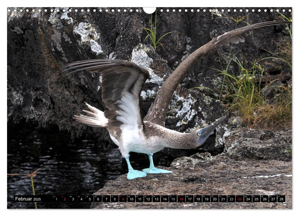 Galapagos Archipel- Faszination Tierwelt (CALVENDO Wandkalender 2025)